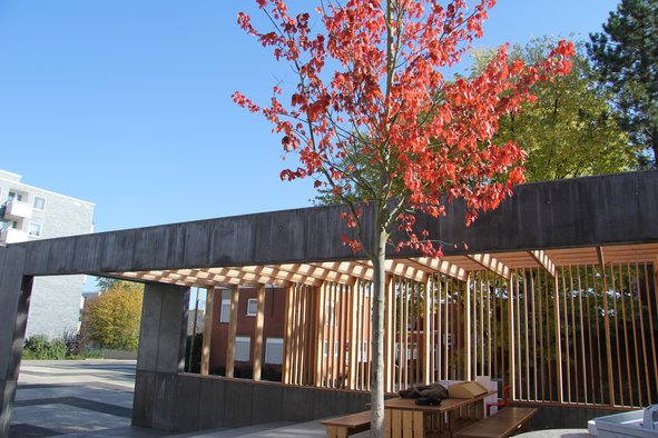 Seitenaufnahme des Gemeinschaftspavillons Brunnenplatz 1 mit Blick auf die überdachte Fläche mit Tischen und Bänken. Im Vordergrund steht ein junger Ahornbaum mit roten Blättern.
